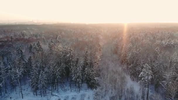 Εναέρια πλάνα της πτήσης μεταξύ όμορφα χιονισμένα δέντρα στη μέση της άγριας φύσης σε Λάπλαντ Φινλανδίας. — Αρχείο Βίντεο