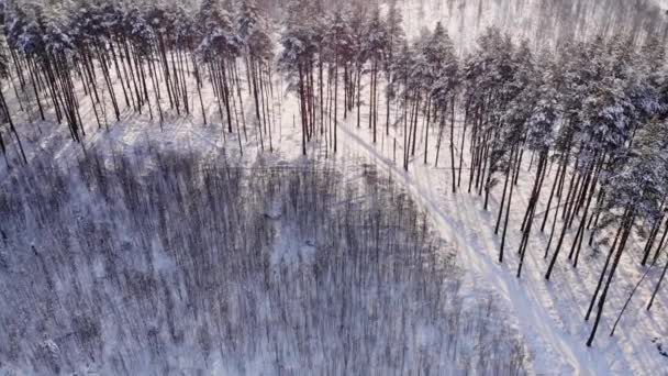 Balades en voiture par la route dans la forêt enneigée. Des images. Rayons du soleil du matin. Vue aérienne. Vue aérienne d'une forêt enneigée avec de hauts pins et route avec une voiture en hiver. Vue du dessus de la route d'hiver — Video