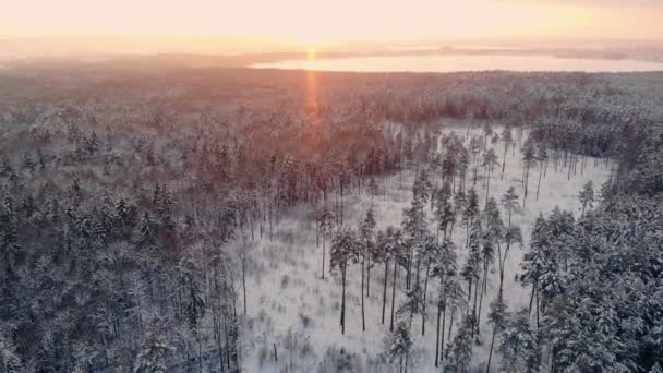 Vol aérien d'une forêt d'hiver. survolant les forêts enneigées du soleil se couche orange sur les arbres blancs — Video