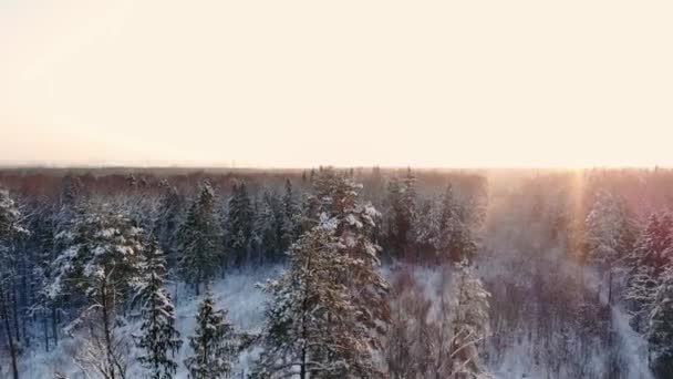 Аэрофотосъемка зимнего леса. Пролетая над снежными лесами солнца, оранжевый оранжевый закат над белыми деревьями. Морозное утро. Зимний пейзаж — стоковое видео