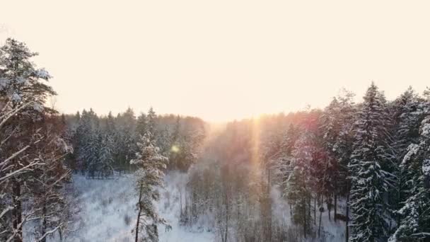 Повітряних кадри з літаючими між гарні дерева snowy в центрі пустелі в Лапландії Фінляндії. — стокове відео