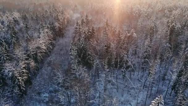 AERIAL CLOSE UP Політ над замерзлими деревами в сніжному змішаному лісі під час туманного сходу сонця. Золоте сонце, що піднімається за крижаним змішаним лісом, загорнутим в ранковий туман і снігом в холодну зиму. Приголомшливий зимовий пейзаж — стокове відео