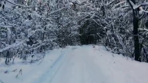 Vidéo de drone de forêt en Laponie finlandaise, au-dessus du cercle polaire arctique en hiver 