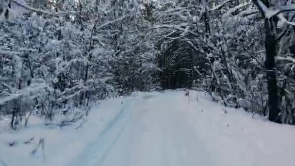 Drohnenvideo des Waldes im finnischen Lappland, im Winter über dem Polarkreis — Stockvideo