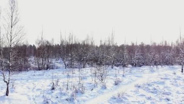 雪に覆われた森の道路で車に乗る。映像。朝の太陽の光。空撮。高い松の木で雪に覆われた森、冬に車で道路の空撮。冬の道の上から見る — ストック動画