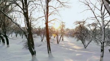 Hava uçuş bir kış orman. Güneş'in karlı ormanlar üzerinde uçan turuncu beyaz ağaçların üzerinden ayarlar..