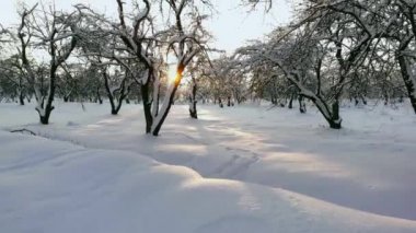 Hava yakın kadar uçan karlı karışık orman puslu gündoğumu, donmuş ağaç tepelerinin üzerinden. Buz gibi karışık orman yükselen altın güneş sabah sis ve kar soğuk kışın sarılmış. Çarpıcı kış manzarası