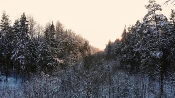 Auto rijdt over de weg in het besneeuwde bos. Beeldmateriaal. Stralen van de ochtendzon. Luchtfoto. Luchtfoto van een besneeuwde forest met hoge dennen en weg met een auto in de winter. Bovenaanzicht van winter weg — Stockvideo