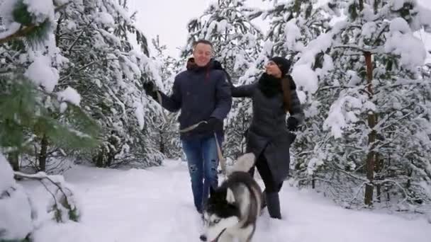 Pessoas a passear na floresta. Um homem e um cachorro Husky siberiano estão puxando um trenó com uma criança na neve na floresta. Uma mulher está andando na floresta — Vídeo de Stock