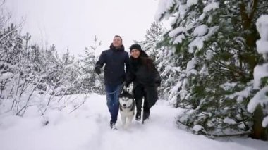 Erkek ve kadın oynama ve kar fırlatma kış ormandaki Siberian dış yapraklar ile yürüme eğlenceler