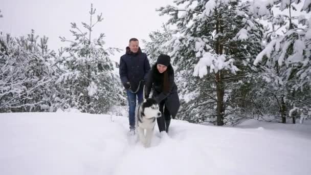 男人和女人有乐趣走与西伯利亚哈士奇在冬季森林中玩和投掷雪慢动作 — 图库视频影像