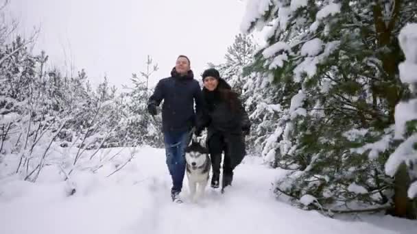Мужчина и женщина веселятся гуляя с сибирским хаски в зимнем лесу, играя и бросая снег — стоковое видео