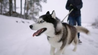 Yakın - Siberian dış yapraklar Aşk Kaç kış ormanı yavaş çekimde ailesiyle gezer
