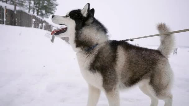 Cerca de los paseos husky siberianos con su familia enamorada pareja a través del bosque de invierno en cámara lenta — Vídeo de stock