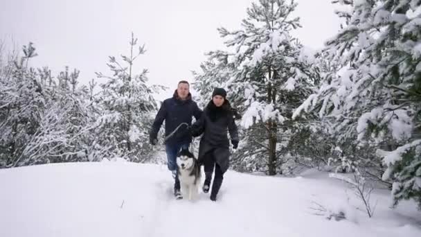 腰の屋外カメラで笑顔の男性に焦点を当てる、冬にかわいいハスキーの子犬が遊んで幸せなモダンなカップルの肖像画 — ストック動画