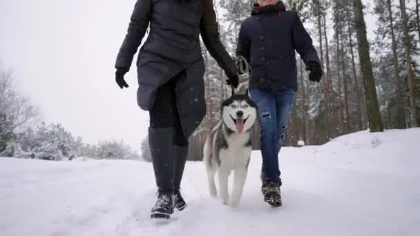 Cintura até retrato de casal moderno feliz brincando com filhote de cachorro Husky bonito ao ar livre no inverno, foco no homem asiático sorrindo para a câmera — Vídeo de Stock