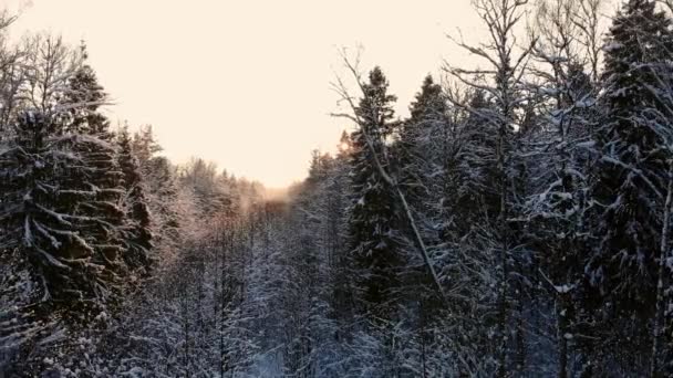 ラッピ州の荒野の真ん中に美しい雪に覆われた木々 の間飛行の空中映像. — ストック動画