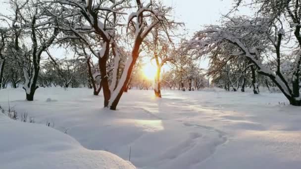 Аэрофотосъемка зимнего леса. Пролетая над снежными лесами солнца, оранжевый оранжевый закат над белыми деревьями. Морозное утро. Зимний пейзаж — стоковое видео