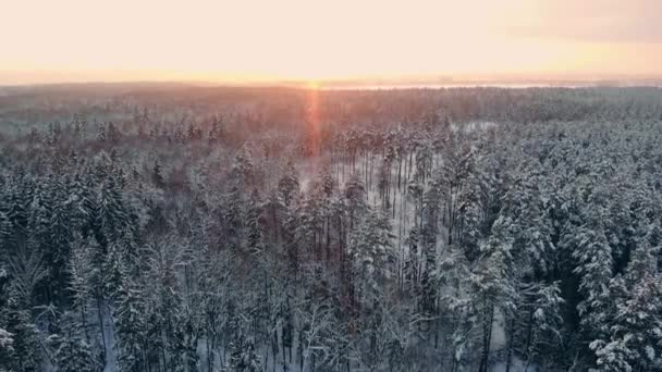 Imágenes aéreas de volar entre hermosos árboles nevados en medio de la naturaleza en Laponia Finlandia . — Vídeos de Stock