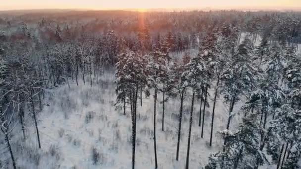 Аэрофотосъемка зимнего леса. Пролетая над снежными лесами солнца, оранжевый оранжевый закат над белыми деревьями. Морозное утро. Зимний пейзаж — стоковое видео