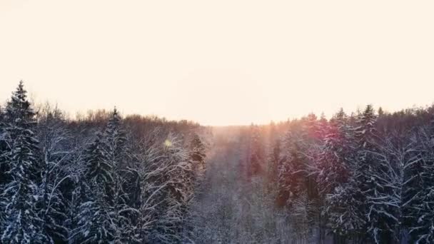 冬季森林的空中飞行。在太阳的雪林上飞过来的是橙色的白树 — 图库视频影像