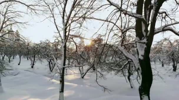 Hava kuzey kış manzara uçuş kar dağ orman on sunset. — Stok video