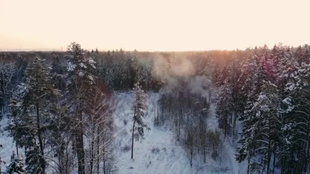 Vahşi doğada Lapland Finland ortasında güzel karlı ağaç arasında uçan hava görüntüleri. — Stok video