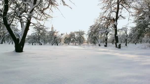 Paseos en coche por carretera en el bosque cubierto de nieve. Filmación. Rayos del sol de la mañana. Vista aérea. Vista aérea de un bosque nevado con pinos altos y carretera con coche en invierno. Vista superior de la carretera de invierno — Vídeos de Stock