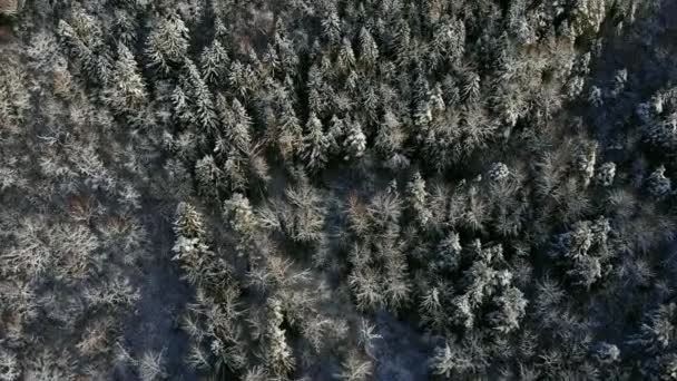 Légi járat a téli erdő. repül át a havas erdők, a nap határozza meg a narancssárga, mint a fehér fák — Stock videók