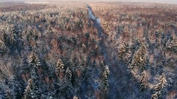 AERIAL CLOSE UP Політ над замерзлими деревами в сніжному змішаному лісі під час туманного сходу сонця. Золоте сонце, що піднімається за крижаним змішаним лісом, загорнутим в ранковий туман і снігом в холодну зиму. Приголомшливий зимовий пейзаж — стокове відео