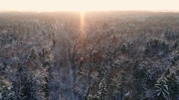 라플란드 핀란드에 중간에 아름 다운 눈 덮인 나무 사이 비행의 항공 영상. — 비디오