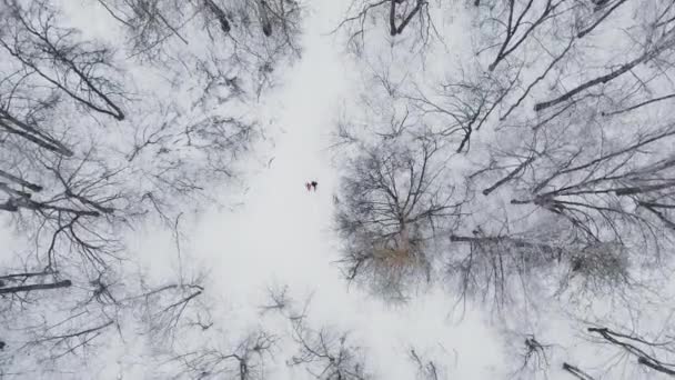 Un homme et une femme courent en hiver dans les bois pour s'entraîner et faire leur santé. Jogging matinal, mode de vie sain. Aérien — Video