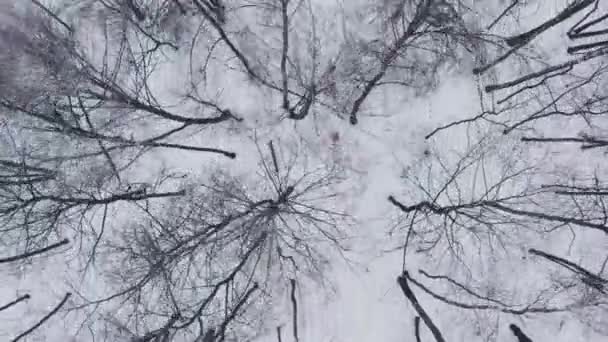 Aérien : Homme et femme courant à travers les bois en hiver — Video