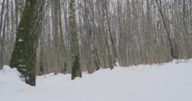 Pozitif güzel genç sağlıklı çift spor orman yoluyla ile güneşli kış sabahları çalıştıran.