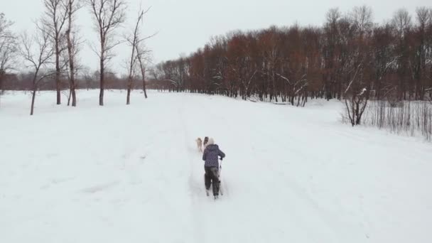 Zespołów Husky dog sled racing drone nagrania — Wideo stockowe