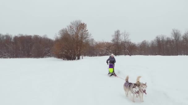 Huskies τρέχει το χειμώνα στο λουρί μέσα από το χιόνι και το αυτοκίνητο μια γυναίκα σε ένα έλκηθρο πίσω από τον — Αρχείο Βίντεο