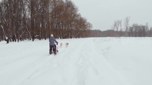 独特的无人机空中射击, 赫斯基包在雪上运行与他们身后的娱乐人拉他们到雪汇编。在瑞典经营哈克斯的体育狗 — 图库视频影像