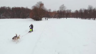 Sibirya husky köpek takım. Ormanda çalışan. Sibirya husky köpek ekibi ile kızak sürme