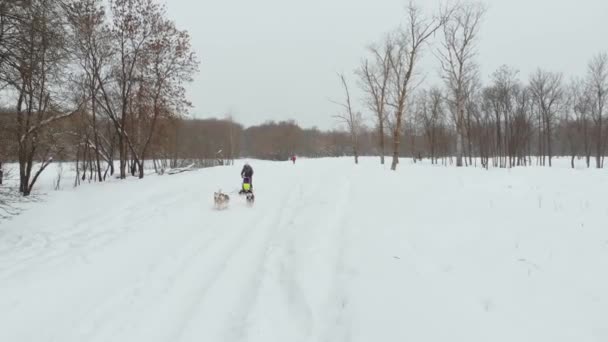 Musher escondendo-se atrás do trenó em trenó corrida de cães na neve no inverno — Vídeo de Stock