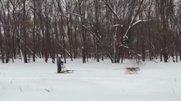 Husky perro trineo equipos carreras drone metraje . — Vídeos de Stock