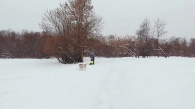 Husky köpek kızağı takım dron görüntüleri yarış