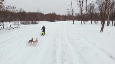 Sibirya husky köpek takım. Ormanda çalışan. Sibirya husky köpek ekibi ile kızak sürme