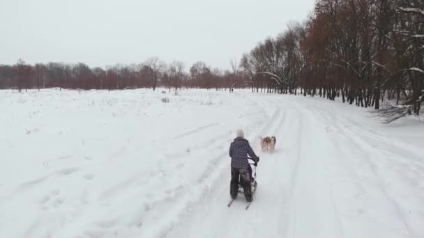 Unieke Drone Aerial Shots, Husky pack wordt uitgevoerd op de sneeuw met de recreatie mensen achter hen trekken ze op de compilatie van de sneeuw. Sport honden huskys uitgevoerd in Zweden — Stockvideo