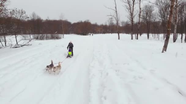 Siberian husky w zespole psa. Uruchomiona w lesie. Jazda w sanki z zespołem pies husky syberyjski — Wideo stockowe