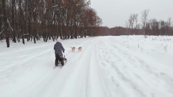 Musher gömmer sig bakom släde på släde hund ras på snö i vinter — Stockvideo