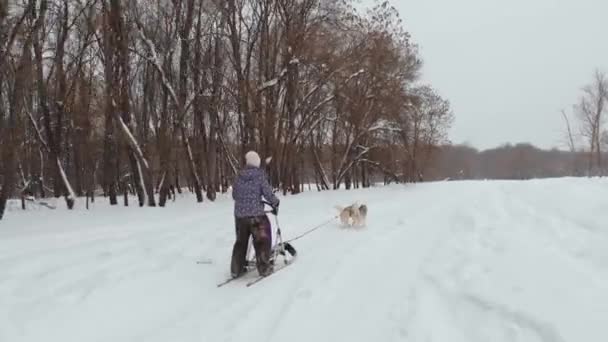 Φυλή μεγαλόσωμος έλκηθρο σκύλων το χειμώνα. Βόρεια σκυλιά χάσκι. ιππασία στα σκυλιά, η έννοια της ψυχαγωγίας — Αρχείο Βίντεο