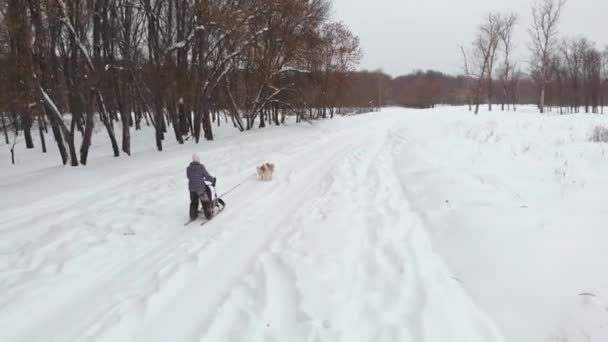 Husky hundspann team racing drone footage. — Stockvideo