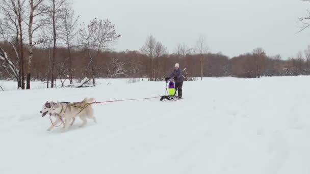 Husky hundspann team racing drone footage — Stockvideo