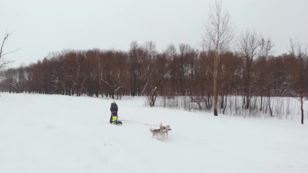 Husky's worden uitgevoerd in de winter in harnas door de sneeuw en het station een vrouw in een slee achter hem — Stockvideo