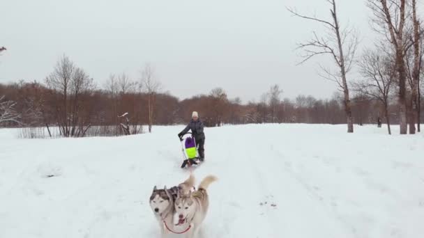 Unika Drone antenn skott, Husky pack körs på snön med rekreation människorna bakom dem att dra dem på snö sammanställning. Sport hundar kör huskys i Sverige — Stockvideo